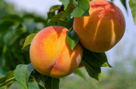 PUNE VITAMINA: Ako pojedete jednu breskvu svaki dan to najviše ovako utiče na vaše tijelo