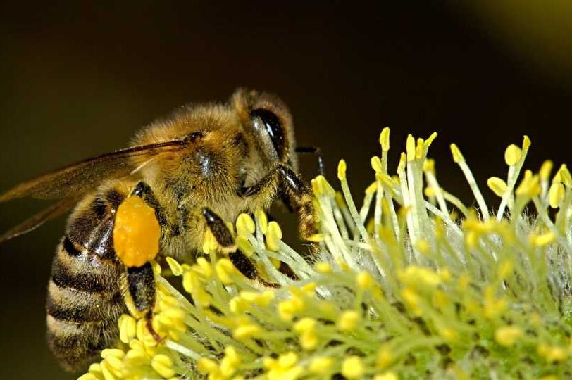 Pčelar podijelio trik: Stavite ovo na mjesto uboda, bol i otok nestaju kao rukom