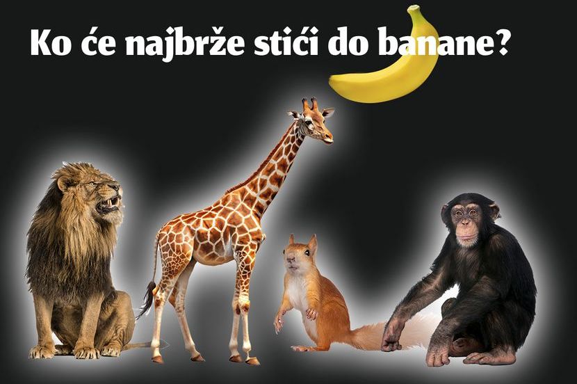 KO ĆE NAJBRŽE DOĆI DO BANANE: Vaš odgovor otkriva kakva ste osoba pod pritiskom