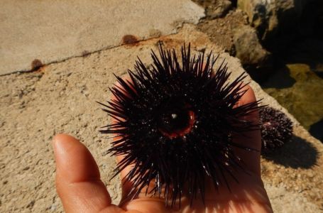 Šta da uradite ako nagazite morskog ježa