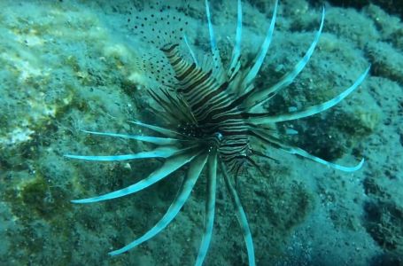 Otrovna riba pojavila se u Hrvatskoj: Evo što napraviti ako vas ubode