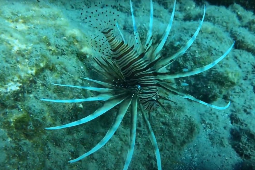 Otrovna riba pojavila se u Hrvatskoj: Evo što napraviti ako vas ubode