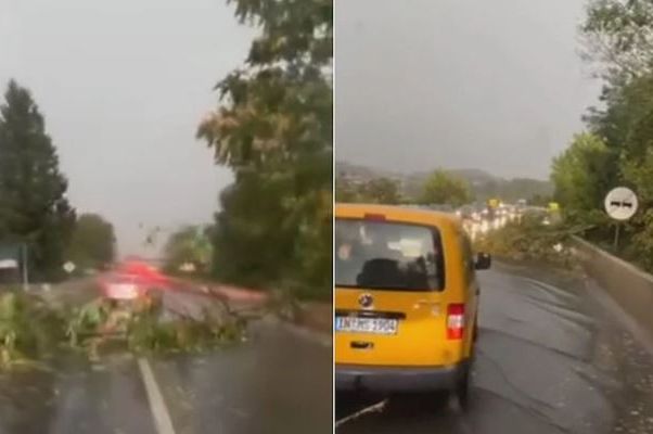 JAKO NEVRIJEME POGODILO BIH: Vjetar obarao stabla