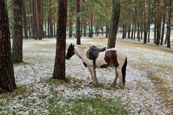 NAJTUŽNIJI PRIZOR DANA U SRBIJI: Neko je usred nevremena ostavio konja