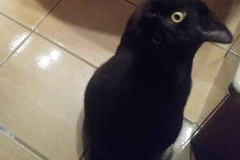 SVI GRIJEŠE KADA KAŽU ŠTA JE NA OVOJ SLICI: Imate 5 sekundi, samo 2% ljudi uspije iz prve (FOTO)