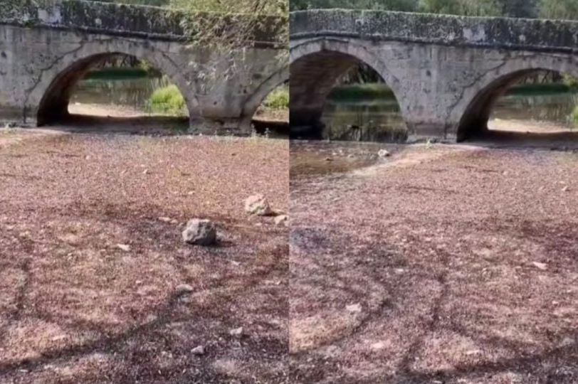 Snimak s Vrela Bosne: 'Ovakav prizor u životu nikada vidio nisam. Jezivo' (VIDEO)