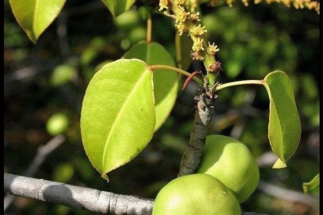 OD OVOG VOĆA ODMAH SE UMIRE: Izgleda kao obična jabuka, ali njen otrov će vas paralisati