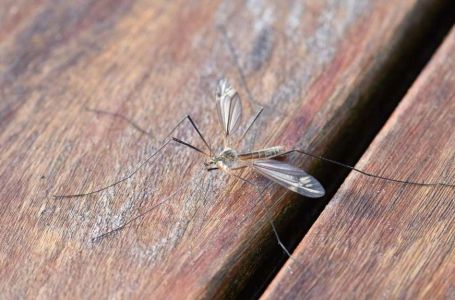 U Sloveniji potvrđena tri slučaja zaraze virusom Zapadnog Nila