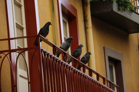 Golubovi vam stalno dolaze na balkon? POKUŠAJTE OVAJ TRIK, više se nikada neće vratiti