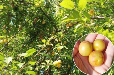 Ovo je najbolji sok i pekmez koji ćete ikad probati: Tajne jedne zaboravljene supernamirnice