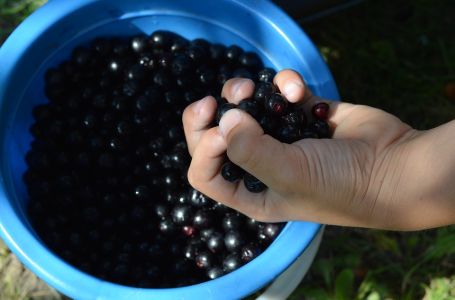 Ovo jednostavno voće jača imunitet, čuva jetru i srce