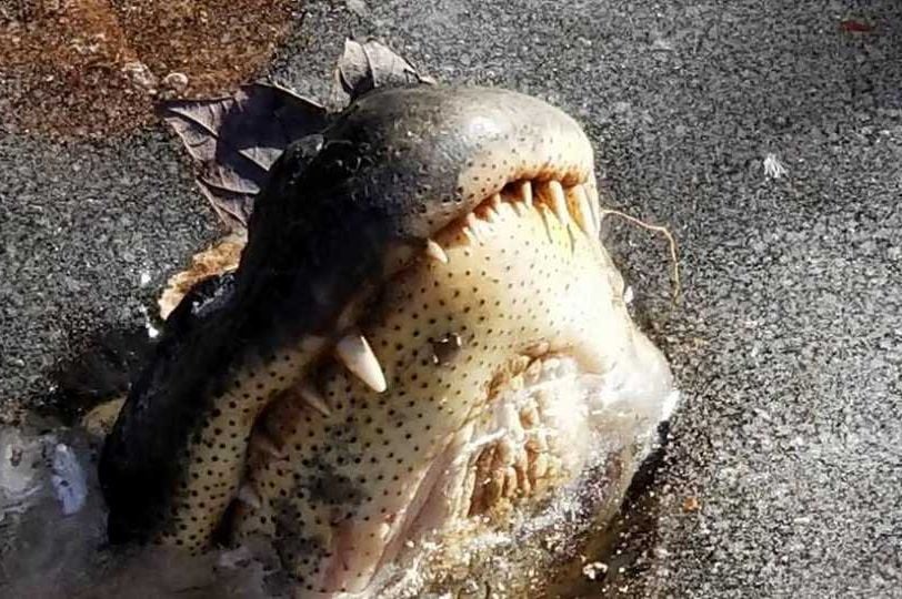 Šok za Amerikanca: Vratio se kući nakon uragana, unutra ga dočekao ogromni aligator (VIDEO)