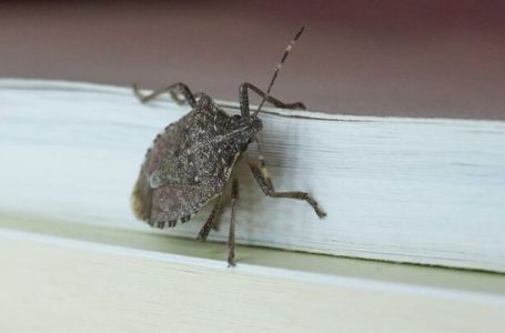 Smrdibube ovaj rastvor ne podnose: Isprskajte povrće i više neće prilaziti vašoj bašti