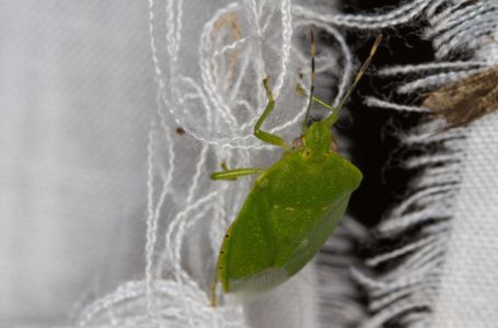 SMRDIBUBE SE UŽASNO PLAŠE JEDNE STVARI: Samo stavite ovo i BJEŽAT ĆE OD VAŠE KUĆE