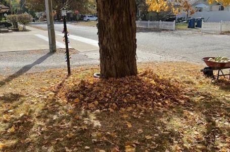 GDJE JE MAČKA? VIDITE LI GDJE SE NALAZI: Mnogi odustanu, a rijetki uspiju pronaći