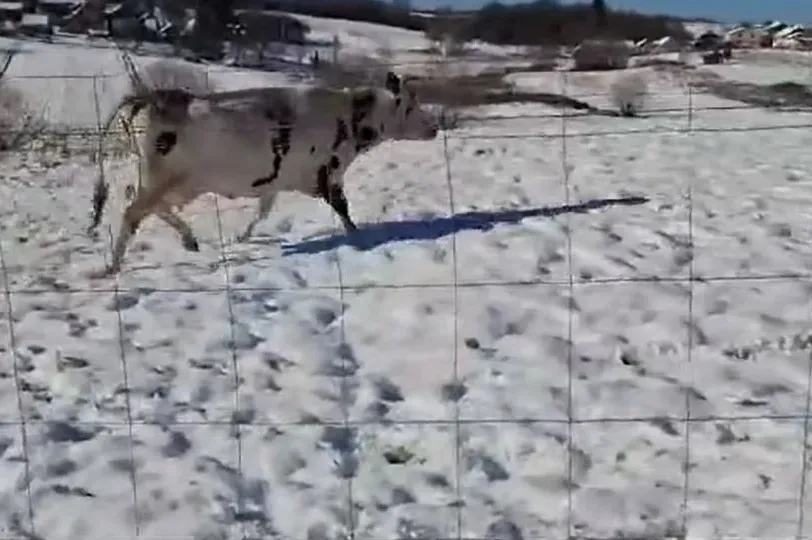 Krava prvi put vidjela snijeg, a video je mnoge natjerao na suze (VIDEO)