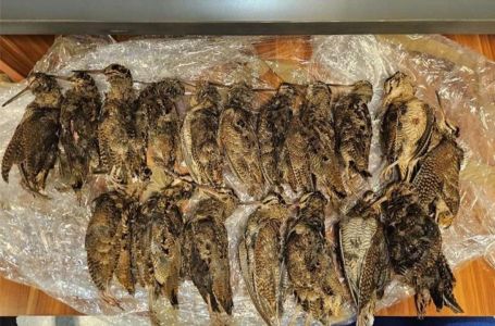 Italijan pokušao prokrijumčariti zaštićene ptice iz BiH