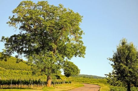 Ispod ovog drveta nikada nemojte sjediti: Mnogi ga imaju u dvorištu, a ni ne slute da je otrovno