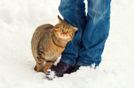 Zašto se mačka trlja o noge svog vlasnika? Mnogi misle pogrešno