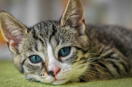 Stvari koje ljudi rade, a mačke ih ne vole