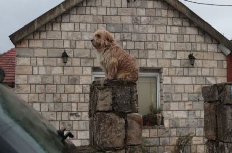 Pas sjedi na kapiji stradale braće na Cetinju: Čeka ih, a oni više neće doći