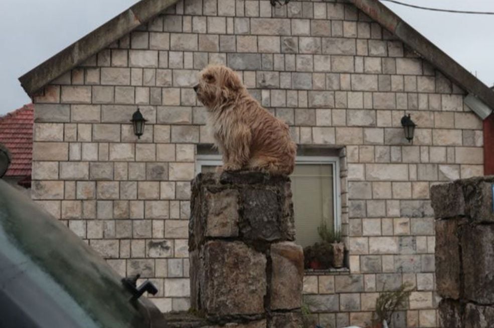 Pas sjedi na kapiji stradale braće na Cetinju: Čeka ih, a oni više neće doći