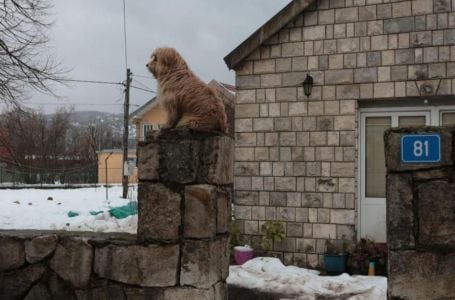 SLIKA SA CETINJA: Ispred kuće ubijenih dječaka čeka ih njihov pas, ne zna da se neće vratiti