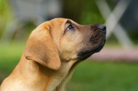 Pas često stavlja šapu na vas: EVO ŠTA TO ZNAČI, tvrdi veterinar