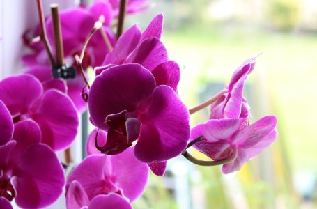 Zašto bi svako domaćinstvo trebalo da ima orhideju?