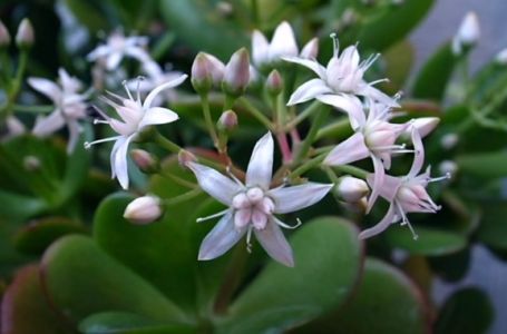 Što više buja, više para donosi: Sipajte ova 2 sastojka u saksiju i krasula će rasti ludom brzinom