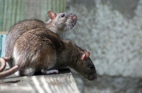Broj štakora u velikim svjetskim gradovima se povećao, uzrok - globalno zagrijavanje