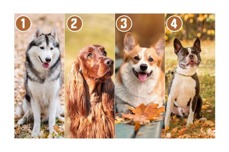 TEST! Kojeg psa biste uzeli za ljubimca? Evo šta to govori o vama