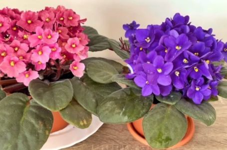 Evo kako da vam LJUBIČICE stalno izbacuju raskošne cvjetove, ovo je TRIK