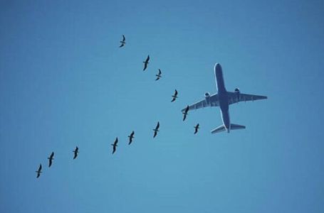 Nebo iznad Londona: Avion se sudario s labudovima