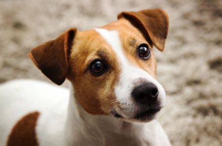 Najposlušniji psi: Veterinarka otkriva 4 najinteligentnije rase koje vole učiti