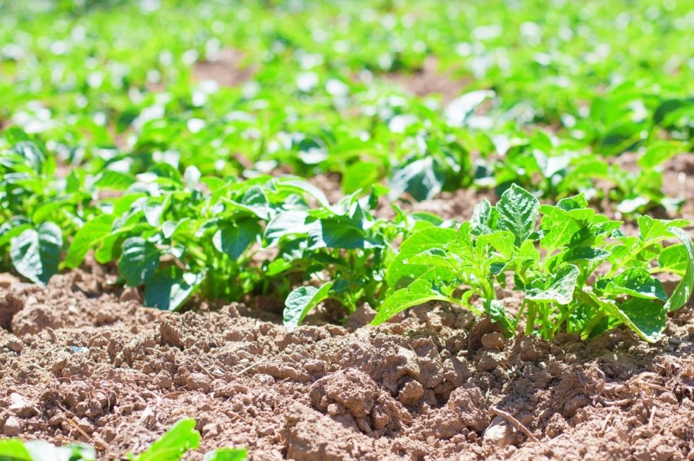 Kako da spriječite rovce da pregrizu korijen rasada u vrtu: Evo nekoliko savjeta