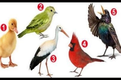 Koja vam se ptica sa slike najviše dopada? Jednostavnim testom otkrijte tajne sopstvene ličnosti