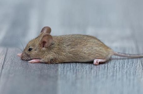 U miševe stavili ljudske gene, rezultati su šokantni