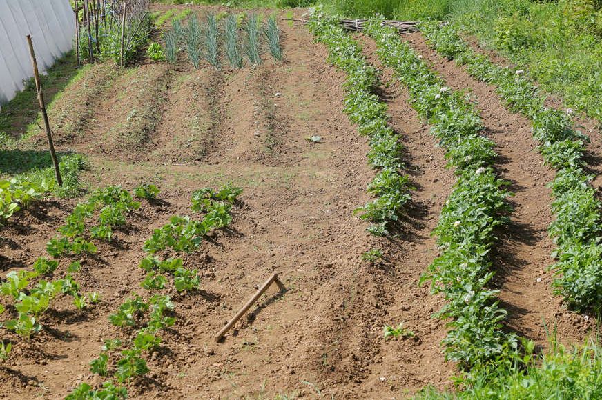 Posadite MLADI KROMPIR U MARTU i u junu ćete dobiti proizvod koji će vas hraniti do zime