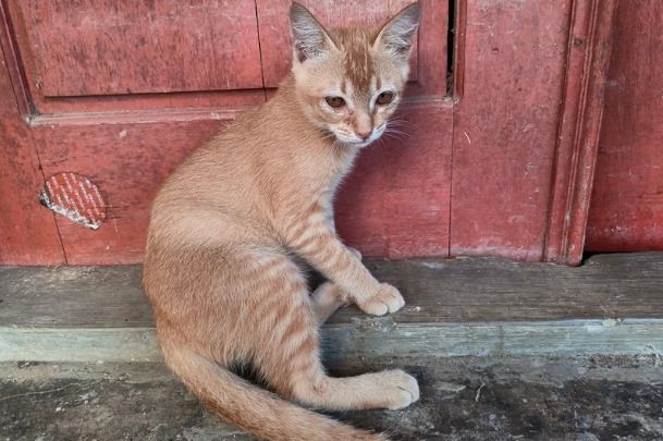Evo šta znači kad vam mačka lutalica dođe na kućni prag