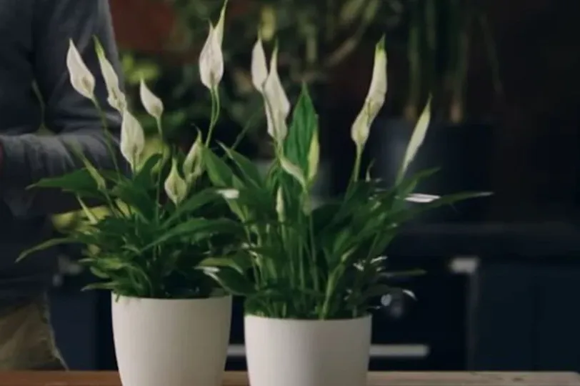 Čuvate li pravilno mirnog ljiljana? Ovo su mjesta gdje treba stajati ovaj cvijet