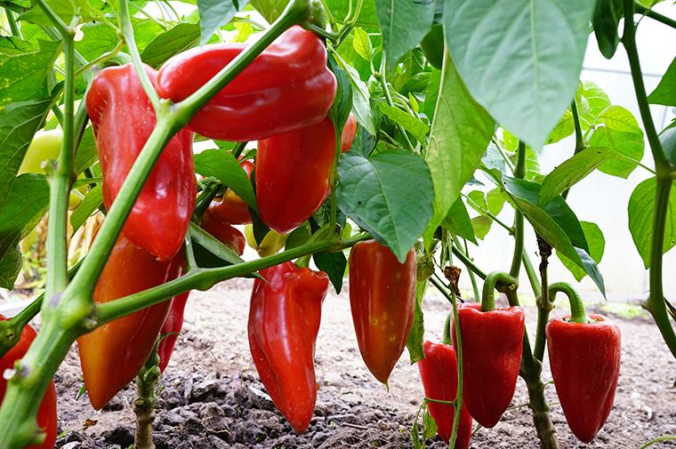 Zalijte mlade paprike ovim rastvorom i rodiće kao nikad prije