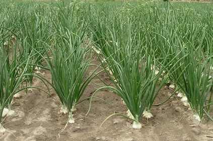 Kad sadim luk, koristim 1 jeftin dedin trik da mi pomogne: Godinama imam takav rod da se svi dive