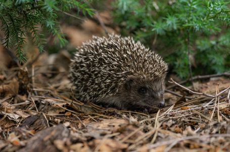 Ako vidite ježa u bašti, to nije slučajnost: Njegov dolazak ima važno značenje, evo i koje