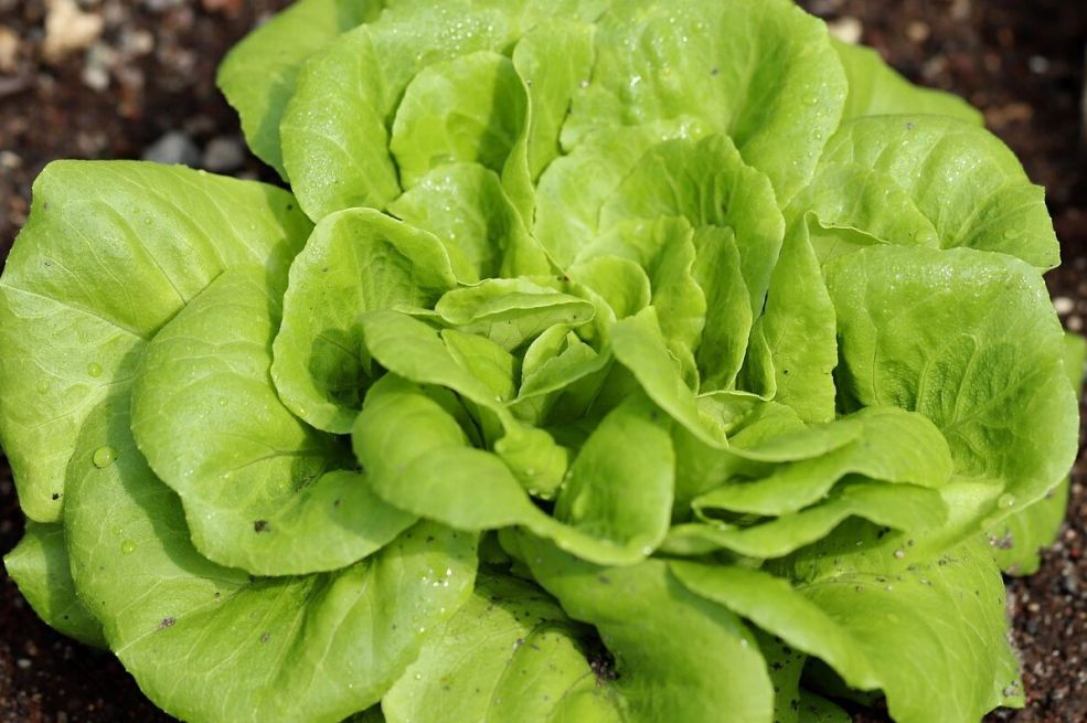 Posadite zelenu salatu na tačno ovom razmaku i zalijte ovim rastvorom: Imaćete veći rod nego ikad