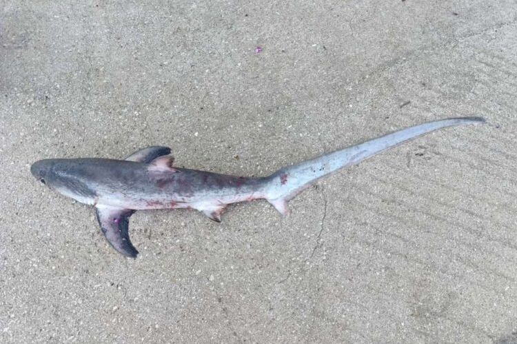 U Neumu ‘ulovljen’ morski pas lisica