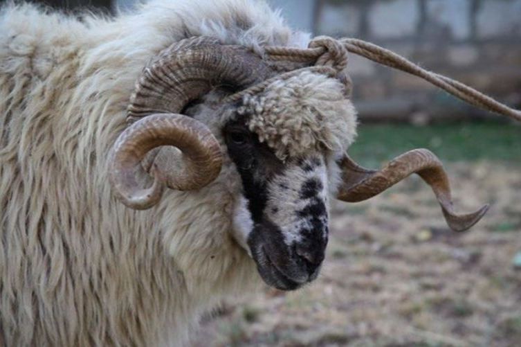 Utvrđena cijena kurbana za 2025. godinu