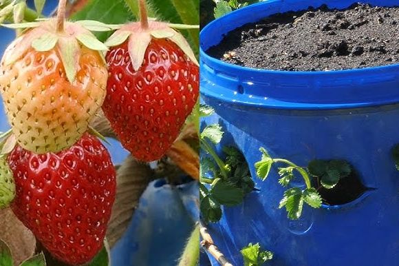 Najbolje domaće đubrivo za jagode: Dodajte jednu kašiku ispod svakog grma