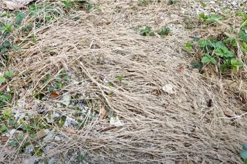 Sredstvo koje uništava korov: Zaboravite na čupanje i saginjanje