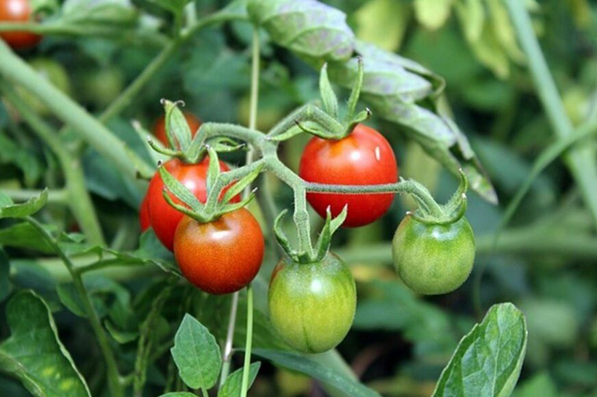 Ako u svojoj bašti gajite paradajz, obavezno pored njega posadite i ovaj cvijet